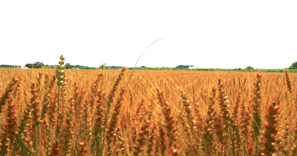 もち麦畑 もち麦とは