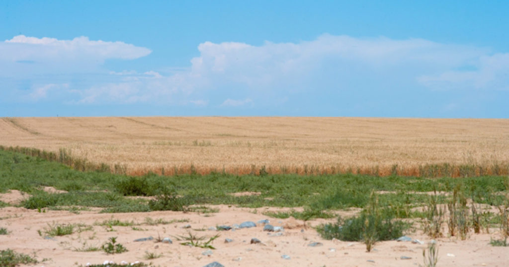 もち麦ランキング